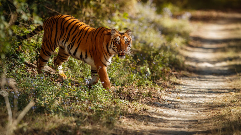 SUNDARBAN